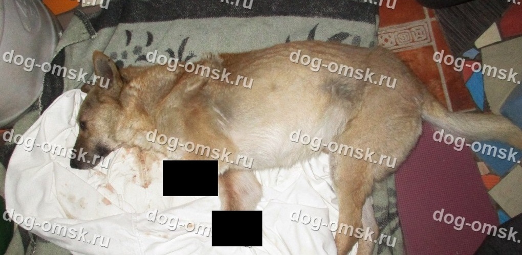 В Омске собаке, которая по вине живодеров осталась без лап, хотят поставить протезы