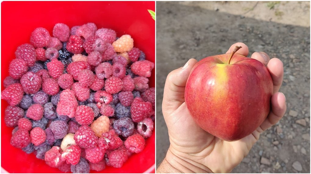 Летом заботы, зимой  варенье и компоты. Новосибирцам раскрыли секреты богатого урожая плодов и ягод