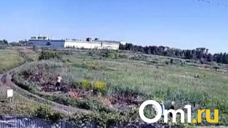 Омичи нашли тело мужчины в лесополосе, когда пошли за грибами