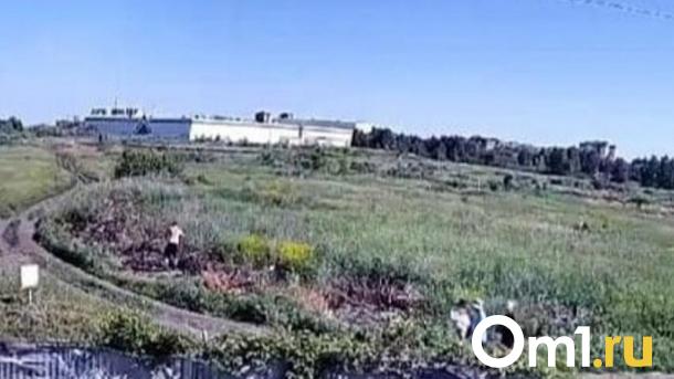Омичи нашли тело мужчины в лесополосе, когда пошли за грибами
