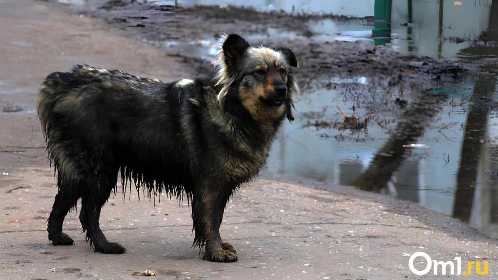 «Загрызли козлят и каждый месяц кусают детей»: жители Азово жалуются на нашествие бродячих собак