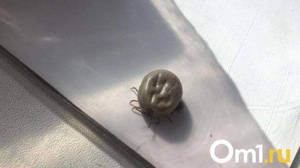 Названы даты обработки омских парков от клещей