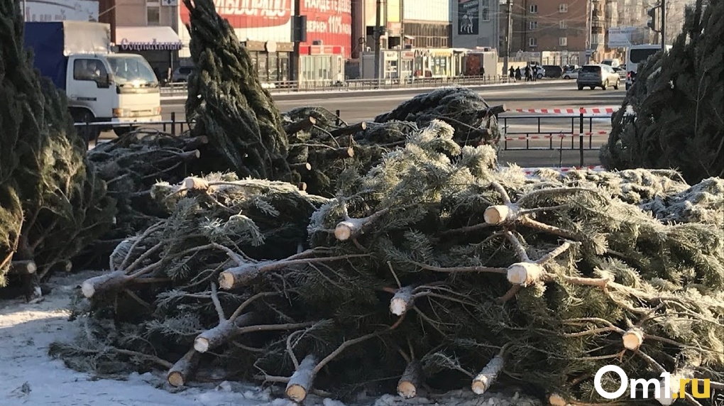 Названа дата начала продажи новогодних ёлок в Новосибирской области