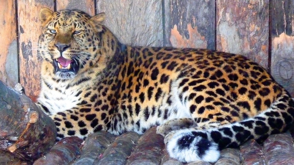 Бриллиантовые котята. В зоопарке под Омском начнут разводить почти исчезнувших дальневосточных леопардов