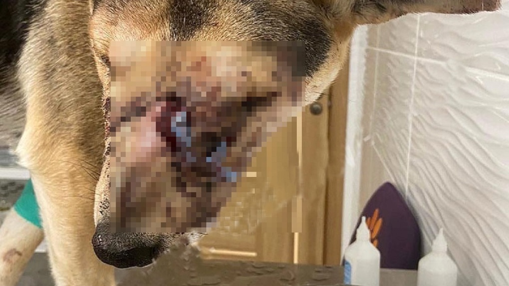«Опухоль разрушает кости»: новосибирские ветеринары спасают собаку с опасными для жизни симптомами