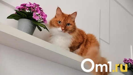 Кошачью семью выбросили на улицу: омский врач спасла животных, над которыми издевались соседи