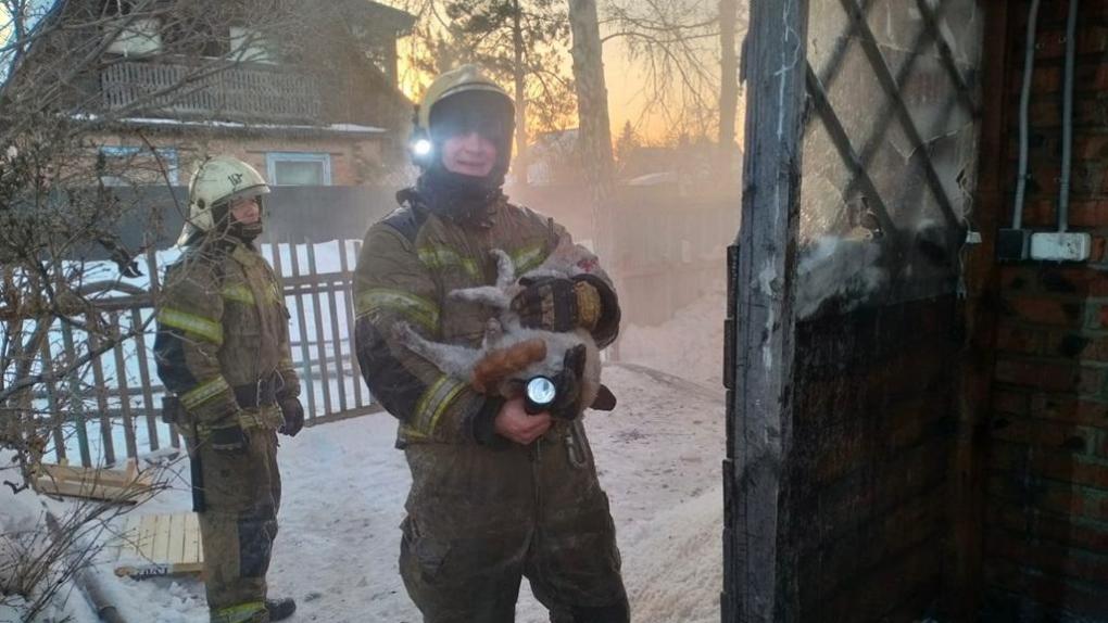 От страха зарылся в одеяло: омские пожарные вынесли кота из горящего дома