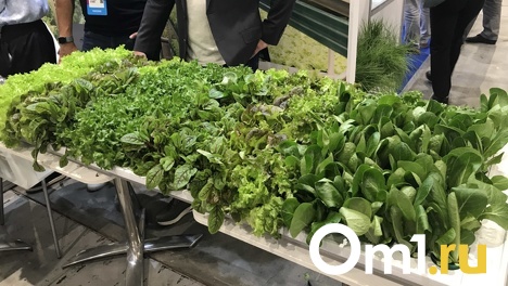 Овощи растут без солнца. Теплицу будущего представили новосибирцам на форуме «Технопром»