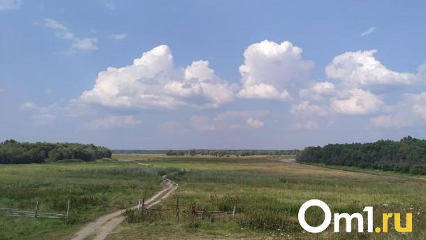 В Омской области обнаружили опасное насекомое