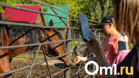 Омичей ночью зовут посмотреть на ужин львов и сурикатов