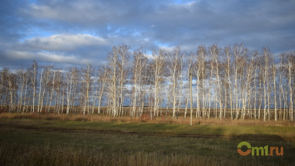За год в Омске погибло 406 гектаров леса