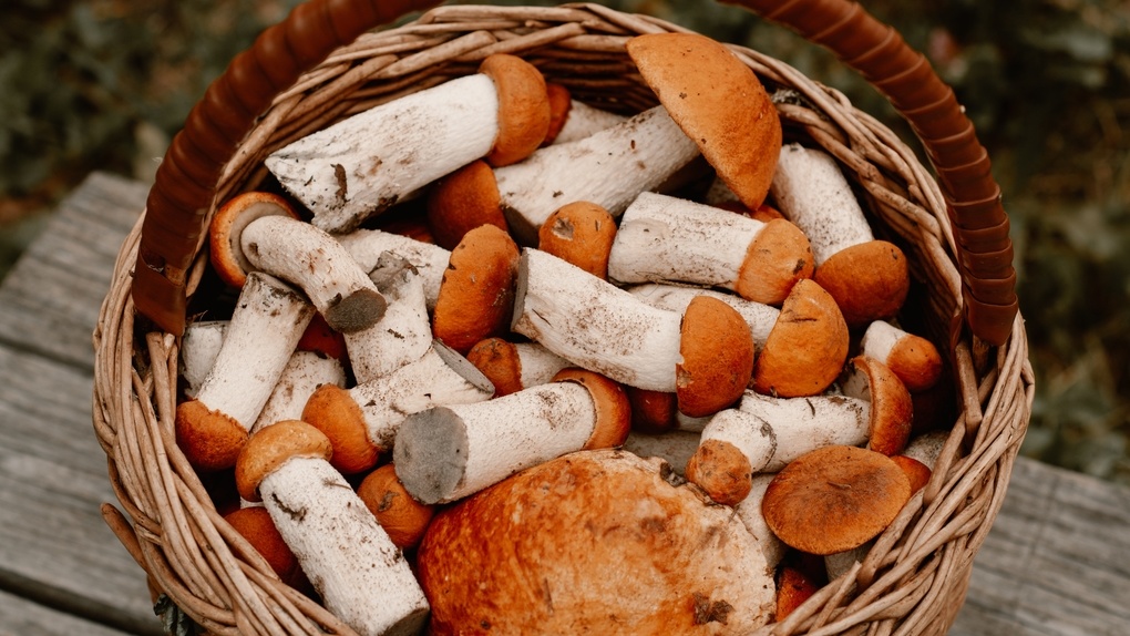 Какие грибы можно собрать в июне в Новосибирской области