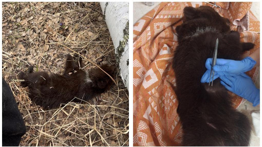 «50 впившихся клещей»: волонтёры спасли умирающего медвежонка под Новосибирском