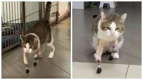 Коту с отрубленными конечностями помогли встать на лапы новосибирские врачи
