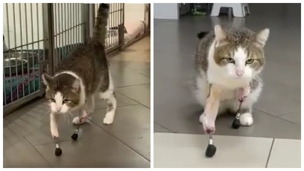 Коту с отрубленными конечностями помогли встать на лапы новосибирские врачи