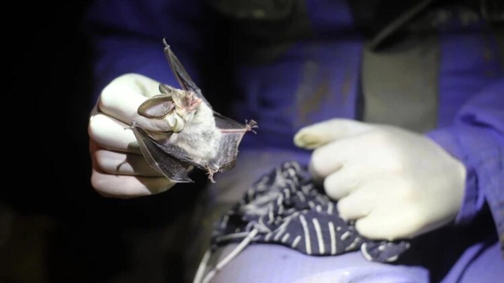 «Развешиваем сети, чтобы поймать зверьков»: новосибирский биолог рассказал об увлечении летучими мышами