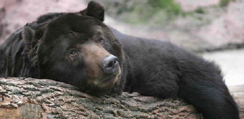 В зоопарке Омской области начали просыпаться медведи
