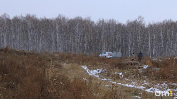 В Тарском районе волки напали на телят в заповеднике «Бобровская дача»
