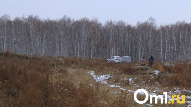 В Тарском районе волки напали на телят в заповеднике «Бобровская дача»