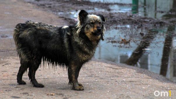 В Омске планируют сократить численность бездомных животных