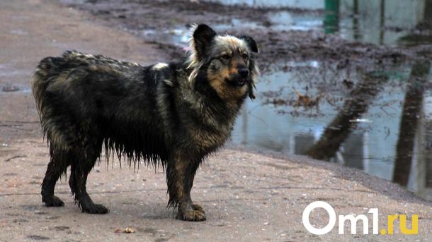 В Омске планируют сократить численность бездомных животных