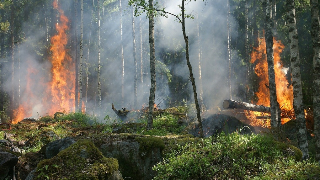 С начала года в Новосибирской области потушили почти 300 лесных пожаров