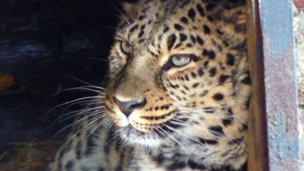 В Омскую область привезли редкого дальневосточного леопарда