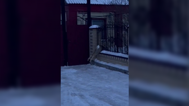 Застрявшая в заборе косуля чуть не погибла под Новосибирском