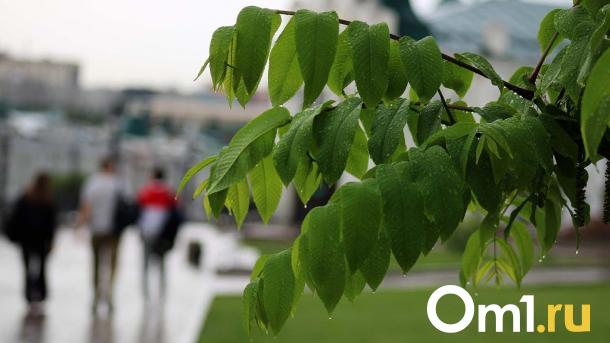 Дождь и ветер: какие сюрпризы подготовила погода Омску сегодня