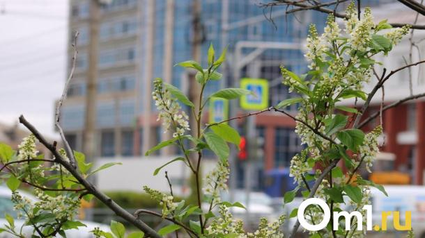 Похолодает до +6 градусов: майская жара в Омской области продержится недолго