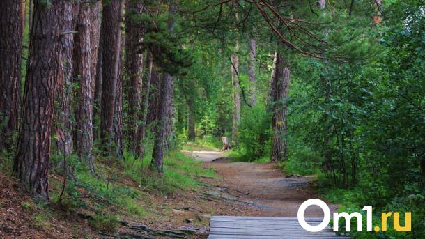 В Омской области собрали первые подберёзовики. Куда за ними ехать?