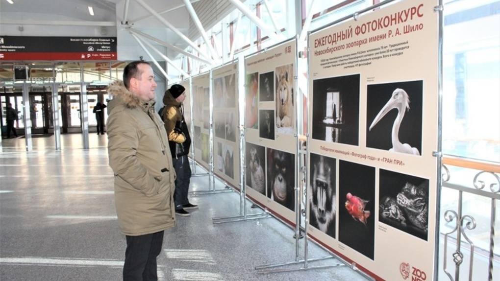 Выставку с фотографиями животных Новосибирского зоопарка открыли на главном вокзале города