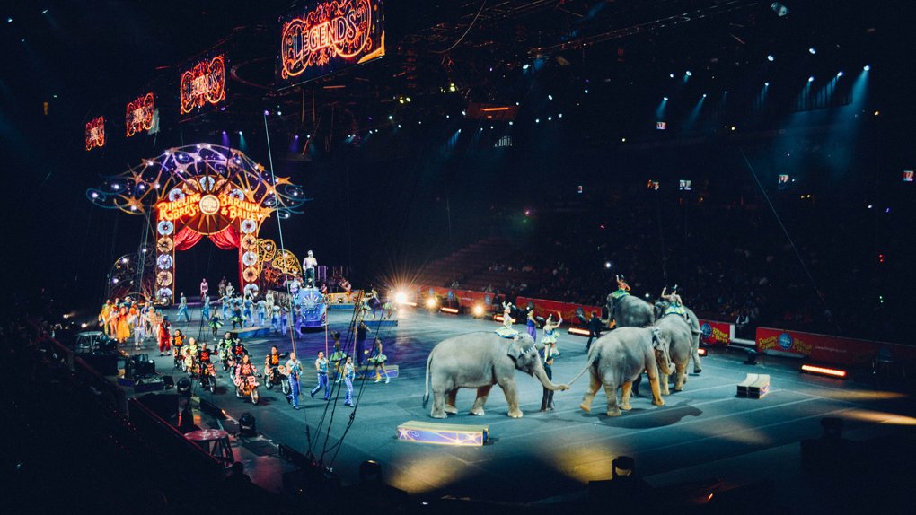 В российских цирках могут запретить использовать животных
