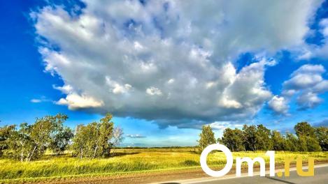 В Омской области начала поспевать дикая малина — где её искать