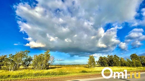 В Омской области начала поспевать дикая малина — где её искать