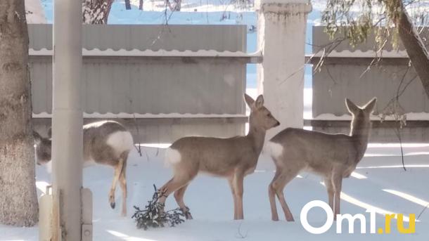 Штраф до миллиона: двое омичей устроили охоту на косуль