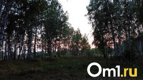 В Омске каждый десятый клещ, исследованный в лаборатории, оказался переносчиком опасной болезни