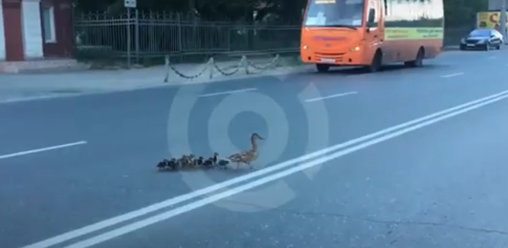 шаймарданов художник пушкин. заяц перебегает дорогу. заяц перебежал дорогу. лиса на дороге. заяц бежит.