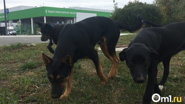 Стая бродячих собак покусала мальчика на территории омской школы