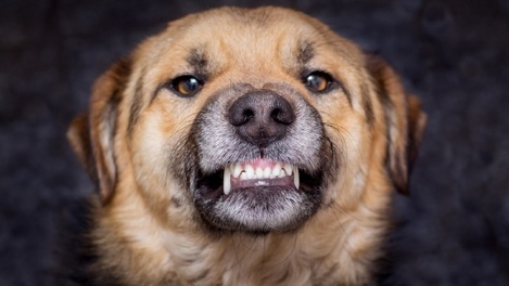 Кричал от боли и страха: под Новосибирском бродячий пёс вцепился в лицо трёхлетнему ребёнку