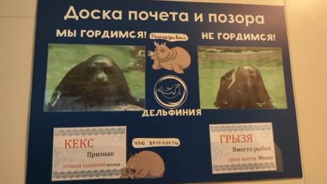 Доску почёта и позора для морских котиков заметили в новосибирском дельфинариуме