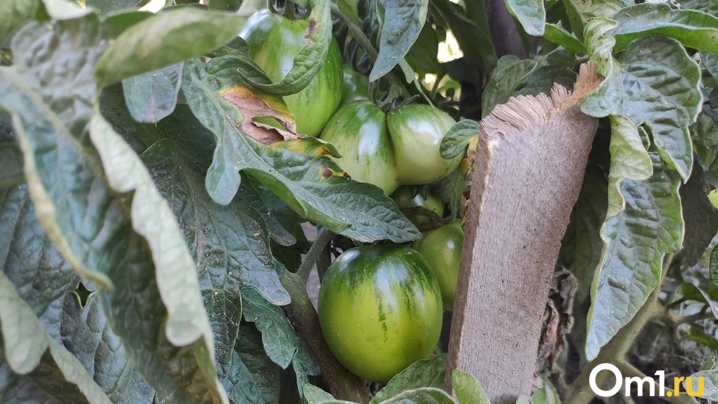 Как помочь помидорам дозреть? Совет новосибирских огородников