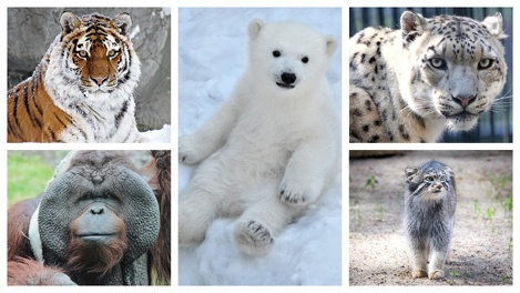 Стало политическим? В Новосибирске остановили скандальное голосование за талисман «Новогодней столицы»