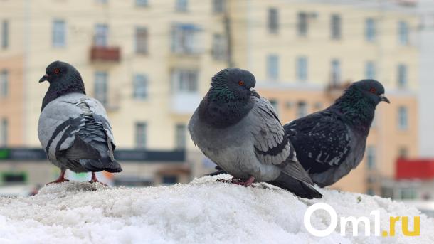 Омскую школу заливает вода с помётом