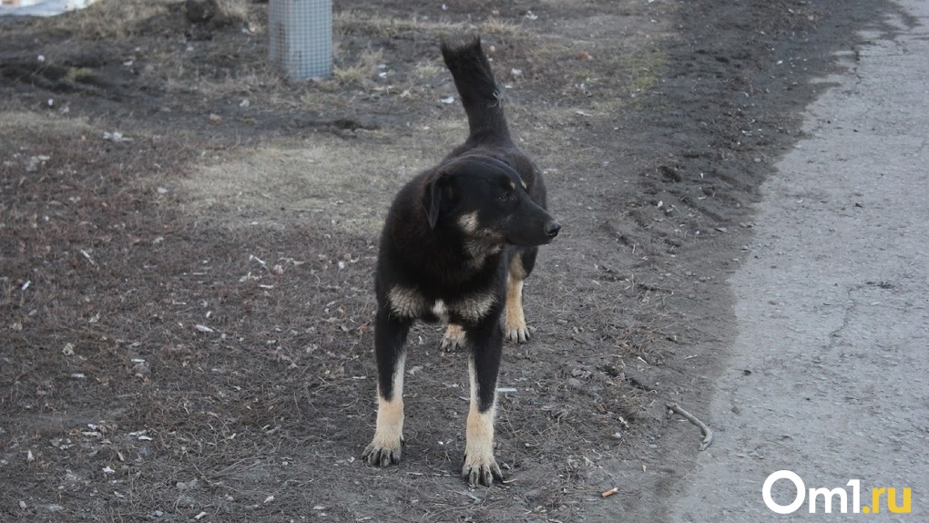 В Омске на ребёнка напала бездомная собака