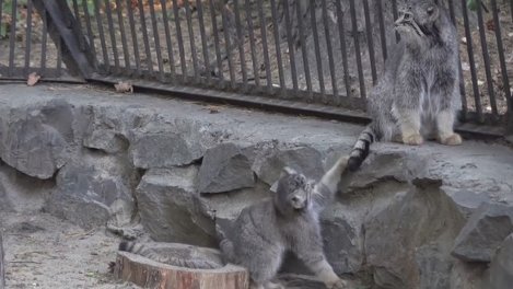 Игры котят манулов во время кормёжки в Новосибирском зоопарке попали на видео