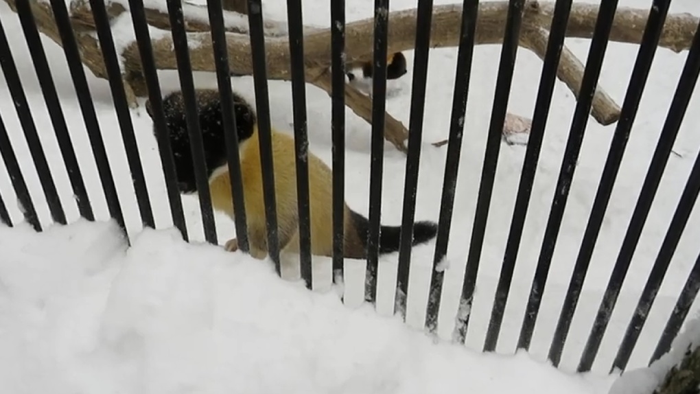 «Украла варежку у ребёнка»: куница из Новосибирского зоопарка рассмешила пользователей соцсетей