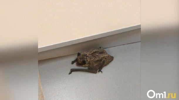 Закрывайте окна: омич предупредил о нашествии летучих мышей