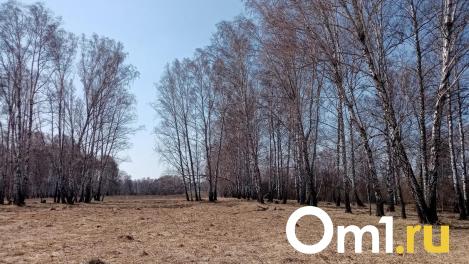 Виталий Хоценко рассказал, что в Омской области будут платить за информацию о виновниках лесных пожаров
