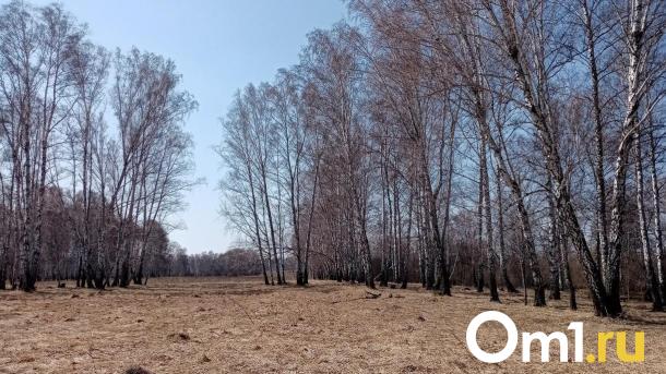 Виталий Хоценко рассказал, что в Омской области будут платить за информацию о виновниках лесных пожаров